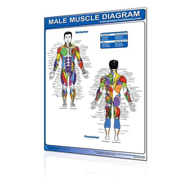 Chart Male Muscle Diagram - Laminated Fitness Accessories Canada.
